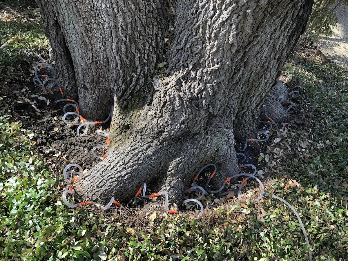 Detailed Tree Cabling and Bracing job site in Staunton