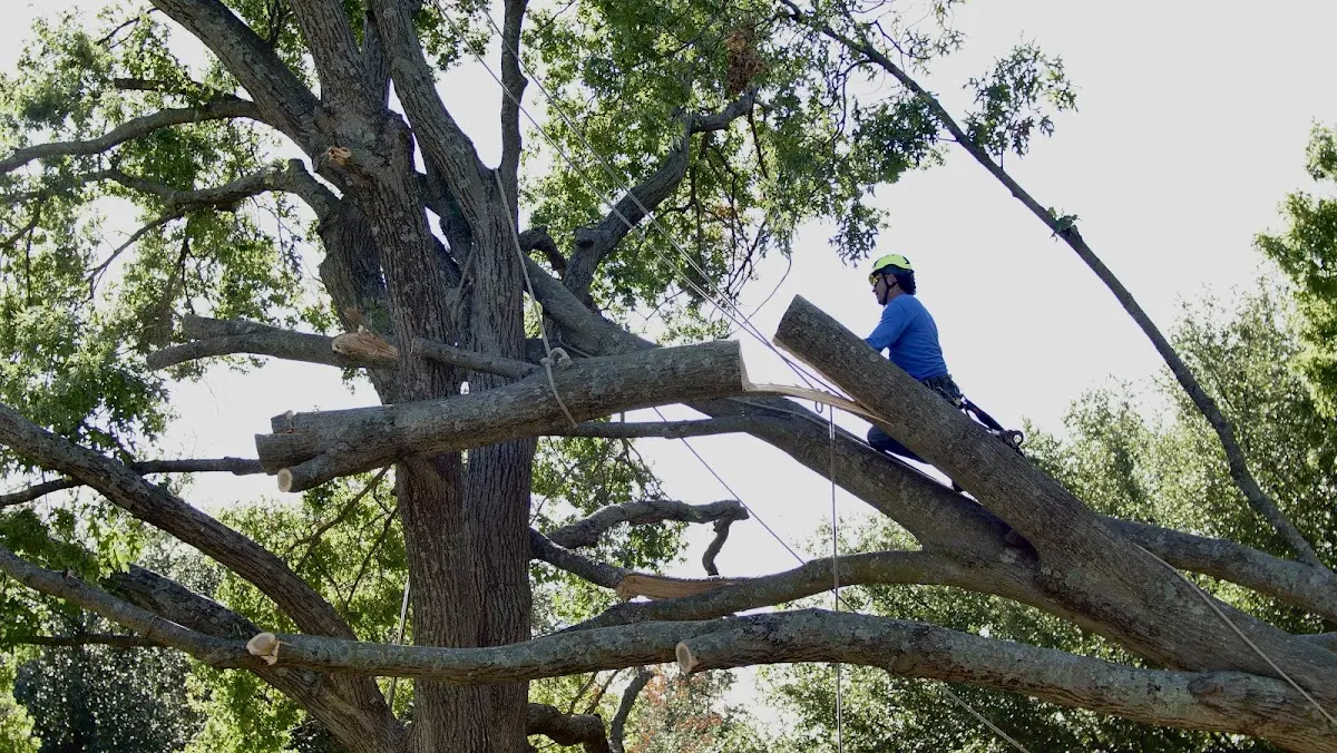 Professional Crown Thinning performed by certified arborists in Staunton