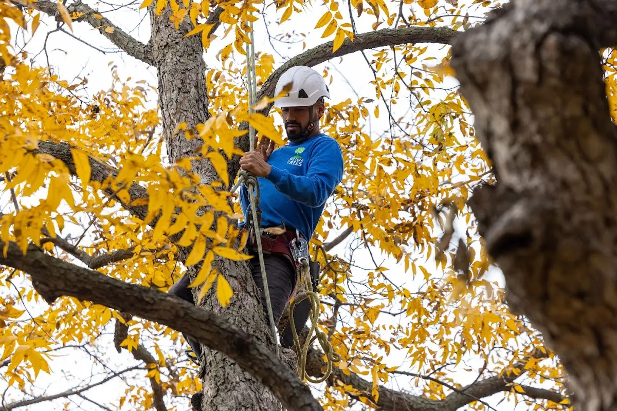 Skilled Tree Planting crew working in Staunton